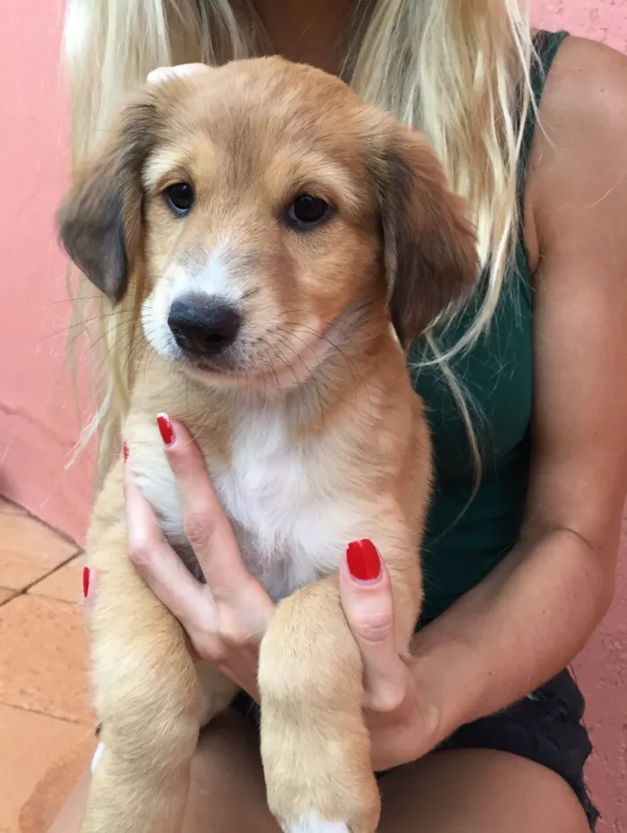 Cachorro ra a Raça de porte médio  idade Abaixo de 2 meses nome 3 lindas fêmeas 