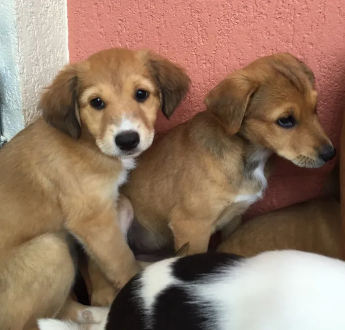 Cachorro ra a Raça de porte médio  idade Abaixo de 2 meses nome 3 lindas fêmeas 