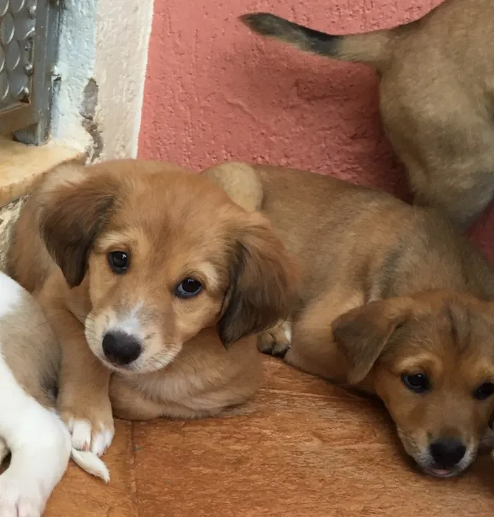 Cachorro ra a Raça de porte médio  idade Abaixo de 2 meses nome 3 lindas fêmeas 
