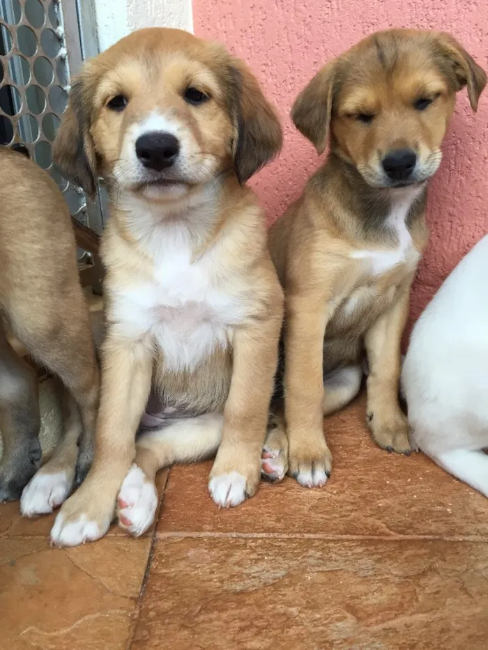 Cachorro ra a Raça de porte médio  idade Abaixo de 2 meses nome 3 lindas fêmeas 