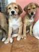 Cachorro raça Raça de porte médio  idade Abaixo de 2 meses nome 3 lindas fêmeas 