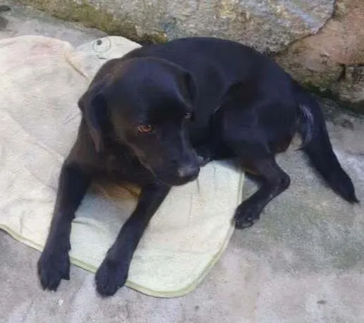 Cachorro ra a Vira lata idade 3 anos nome Mel