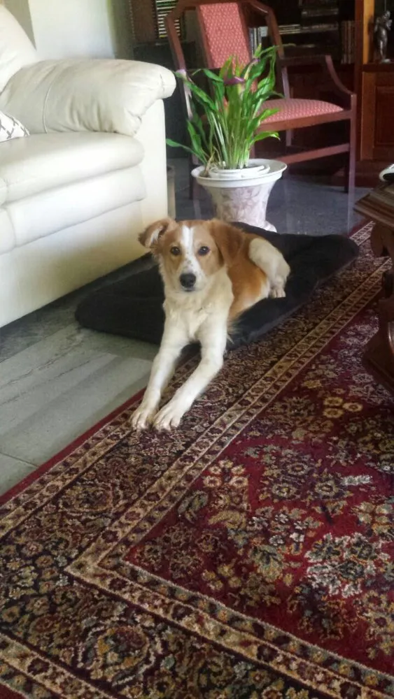 Cachorro ra a Raça de porte médio  idade Abaixo de 2 meses nome 3 lindas fêmeas 