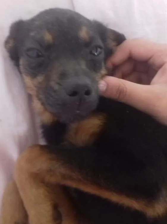 Cachorro ra a Vira-lata idade  nome Diversos