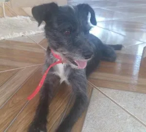 Cachorro raça Misturado idade 1 ano nome Chapolim