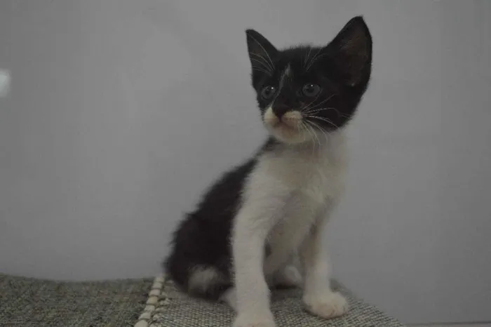 Gato ra a  idade  nome Lulu