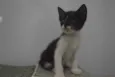 Lulu