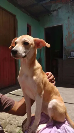 Cachorro raça Vira-Lata idade 2 a 6 meses nome Dory