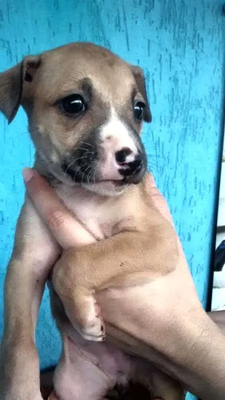 Cachorro ra a SDR idade 2 a 6 meses nome x