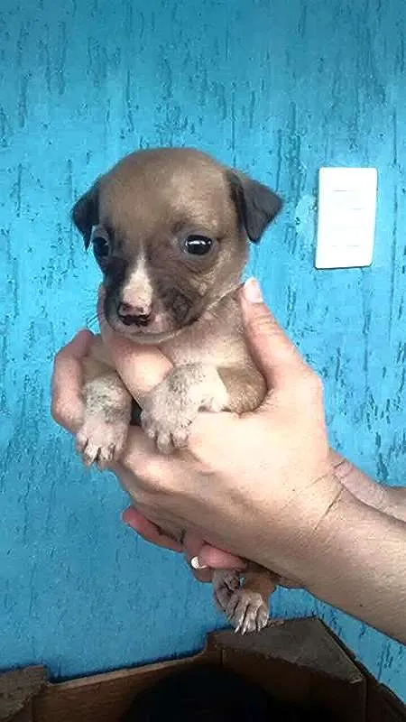 Cachorro ra a SDR idade 2 a 6 meses nome x