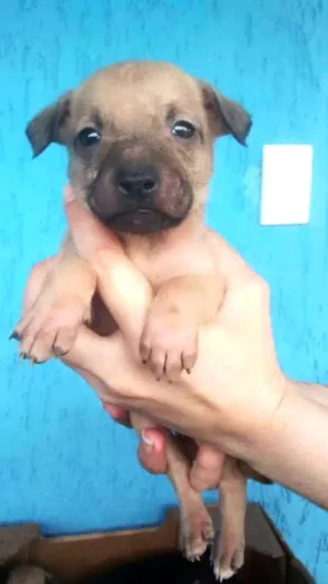 Cachorro raça SDR idade 2 a 6 meses nome x
