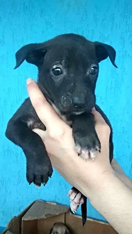 Cachorro ra a SDR idade 2 a 6 meses nome x