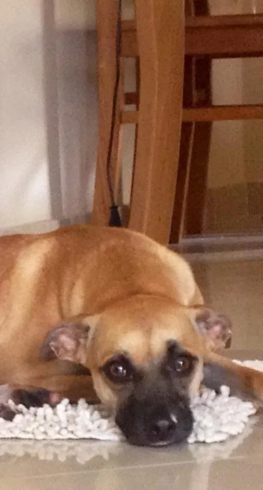 Cachorro ra a SRD idade 2 anos nome Sarah