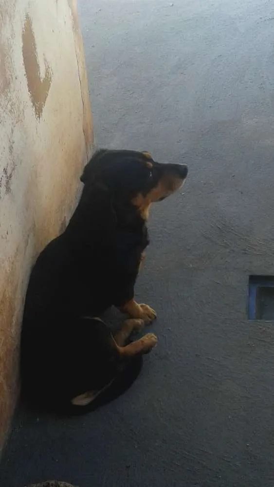 Cachorro ra a Salcisha misturado com vira lata idade 6 ou mais anos nome Max