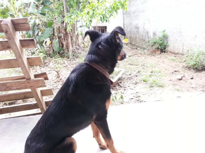 Cachorro raça vira-lata idade 2 anos nome Lambisgóio
