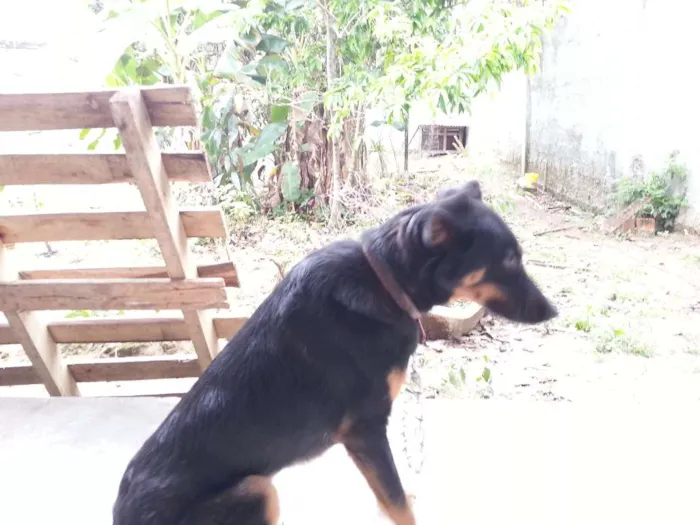 Cachorro raça vira-lata idade 2 anos nome Lambisgóio