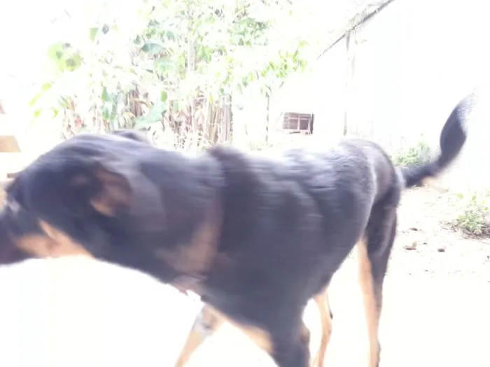 Cachorro raça vira-lata idade 2 anos nome Lambisgóio