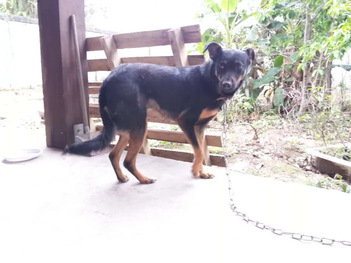 Cachorro raça vira-lata idade 2 anos nome Lambisgóio