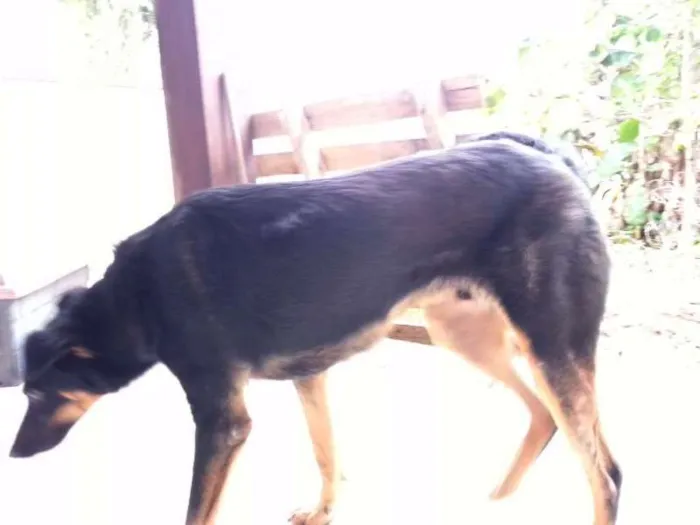 Cachorro raça vira-lata idade 2 anos nome Lambisgóio