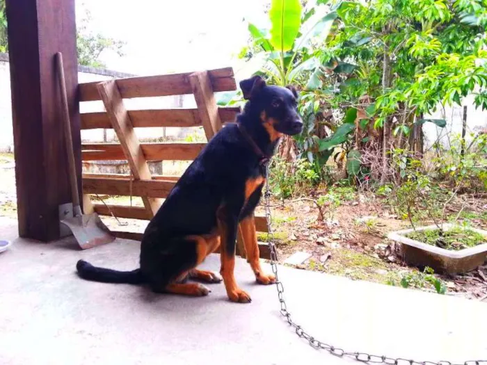 Cachorro raça vira-lata idade 2 anos nome Lambisgóio