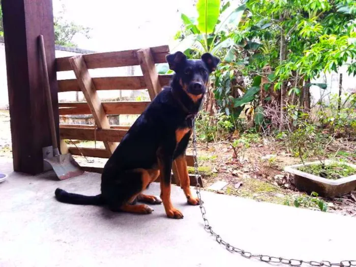 Cachorro raça vira-lata idade 2 anos nome Lambisgóio