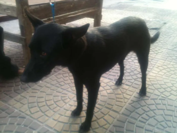 Cachorro ra a SRD idade 2 anos nome Pantera