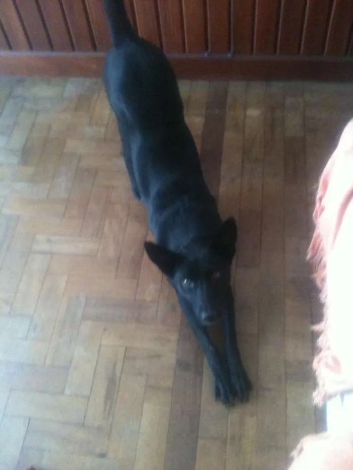 Cachorro ra a SRD idade 2 anos nome Pantera