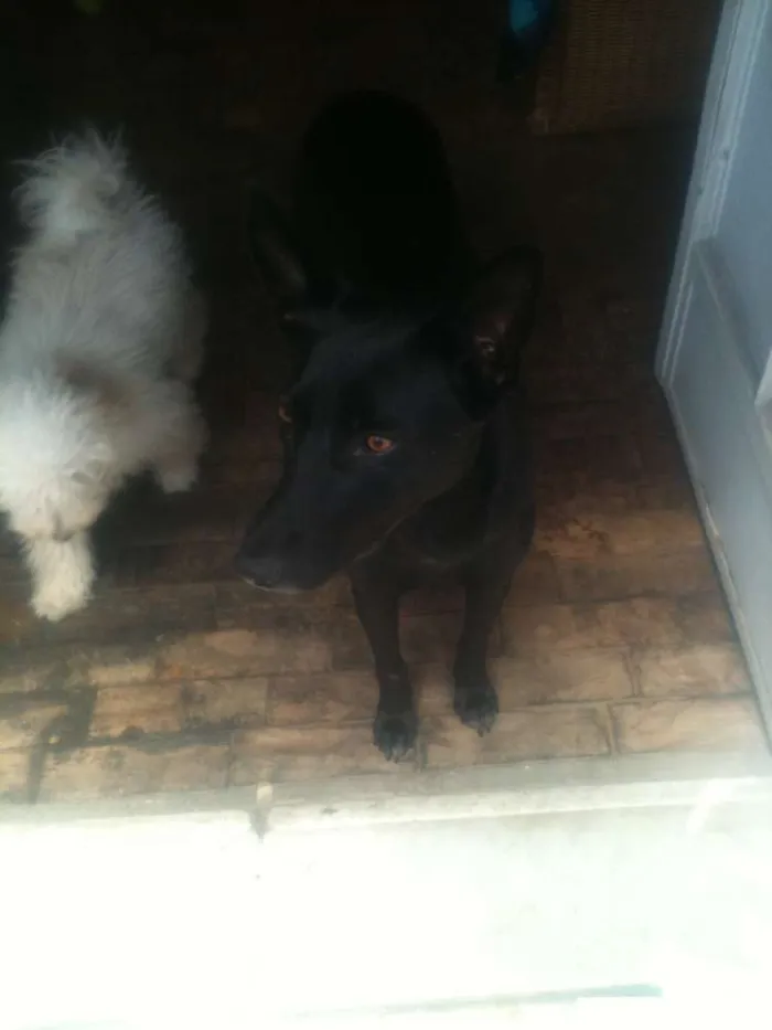 Cachorro ra a SRD idade 2 anos nome Pantera