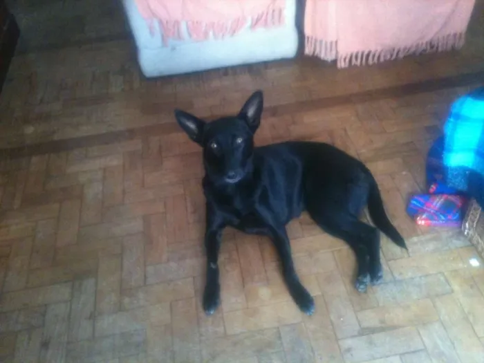 Cachorro ra a SRD idade 2 anos nome Pantera