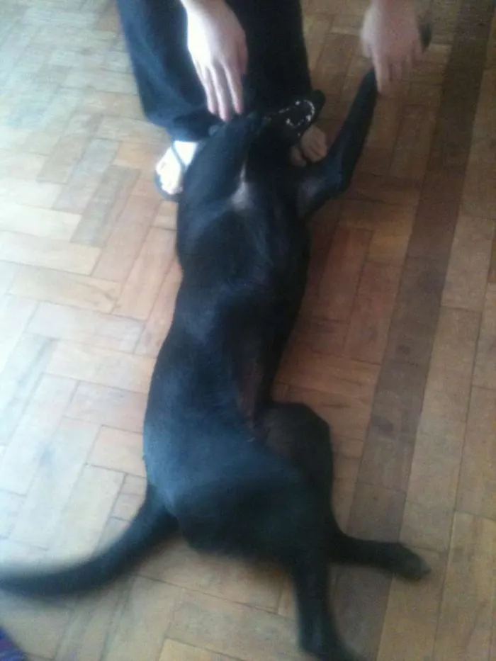 Cachorro ra a SRD idade 2 anos nome Pantera