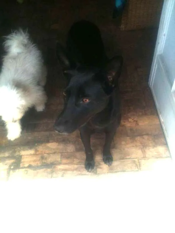 Cachorro ra a SRD idade 2 anos nome Pantera