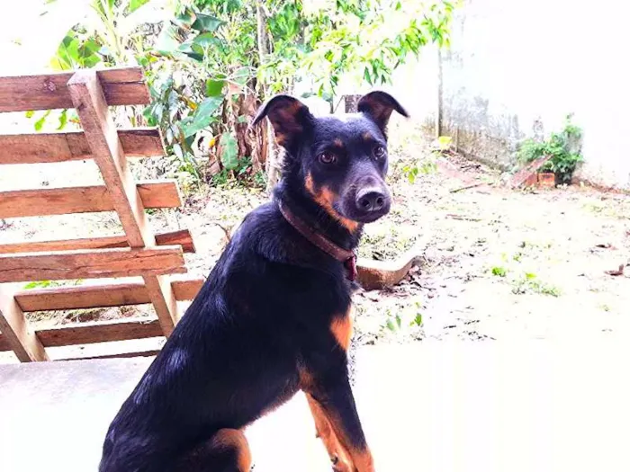 Cachorro raça vira-lata idade 2 anos nome Lambisgóio