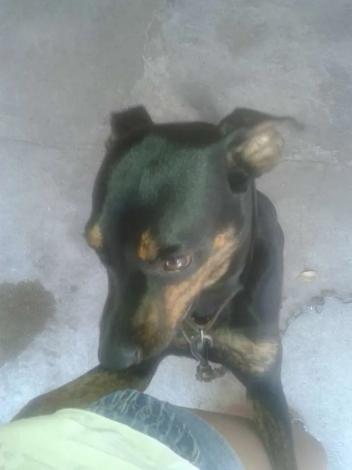 Cachorro ra a Vira lata idade 7 a 11 meses nome Romero