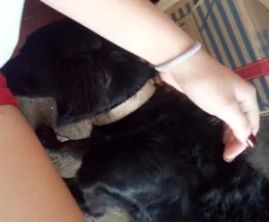 Cachorro raça Vira lata idade 2 anos nome Diana