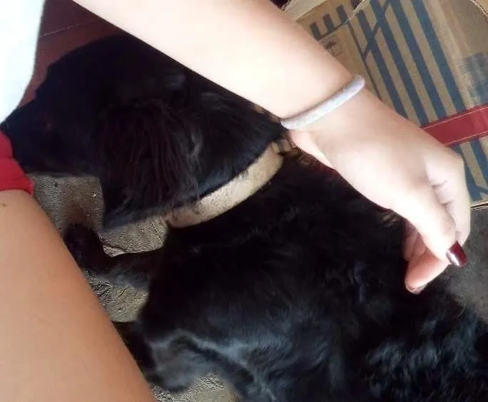 Cachorro ra a Vira lata idade 2 anos nome Diana