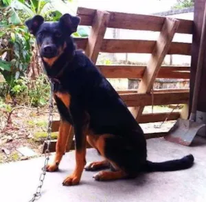 Cachorro raça vira-lata idade 2 anos nome Lambisgóio