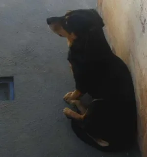 Cachorro raça Salcisha misturado com vira lata idade 6 ou mais anos nome Max