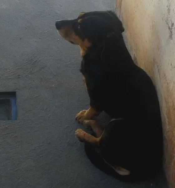 Cachorro ra a Salcisha misturado com vira lata idade 6 ou mais anos nome Max