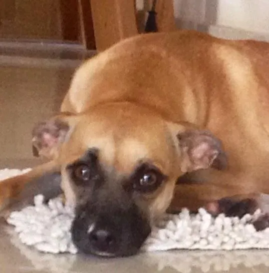 Cachorro ra a SRD idade 2 anos nome Sarah