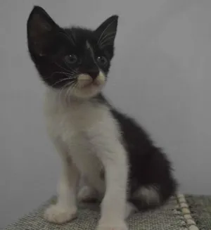 Gato raça  idade  nome Lulu