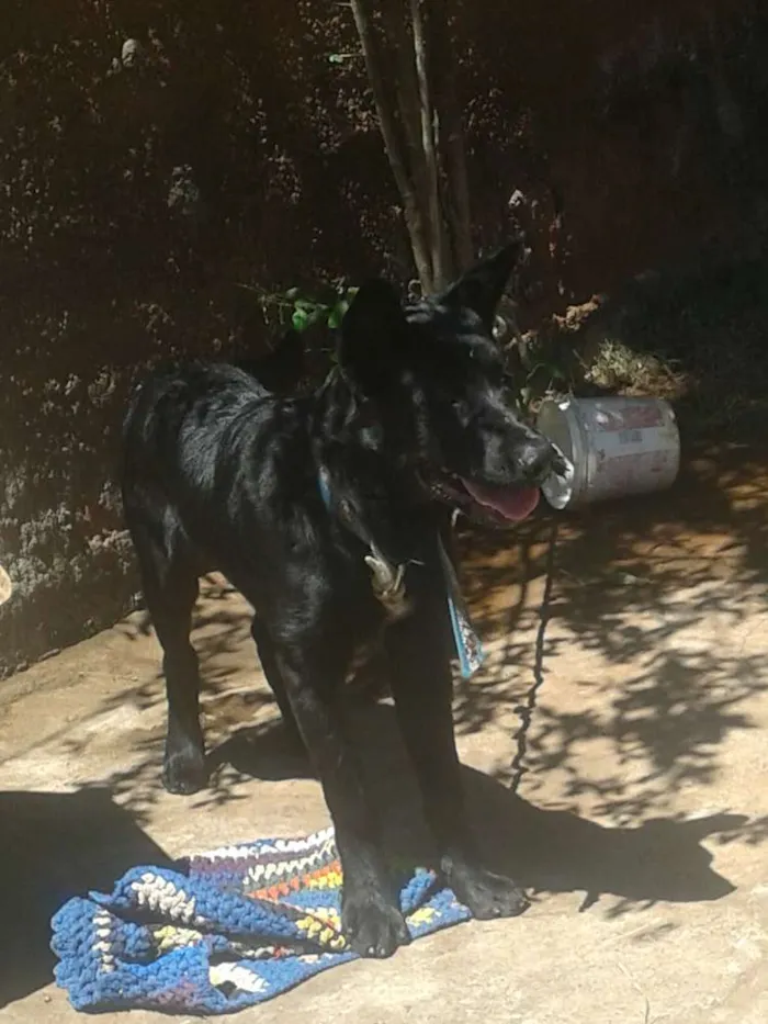 Cachorro ra a  idade 2 a 6 meses nome Nagão