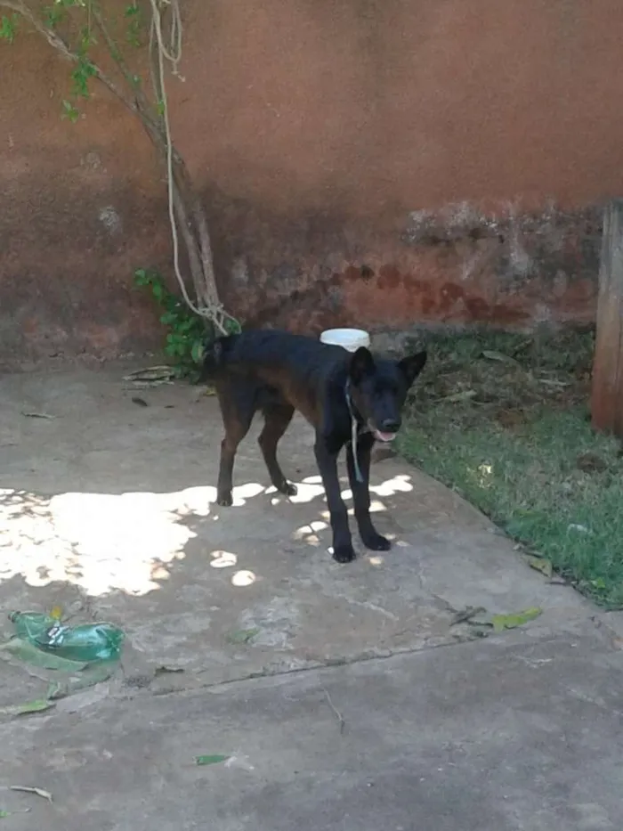 Cachorro ra a  idade 2 a 6 meses nome Nagão