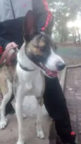 Tigresa