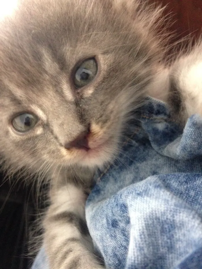 Gato raça  idade 2 a 6 meses nome Jorge Amado