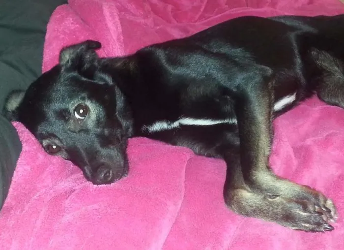 Cachorro raça vira lata idade 1 ano nome Álice e Dhara