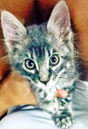 Gato raça  idade 2 a 6 meses nome Jorge Amado