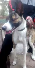 Tigresa