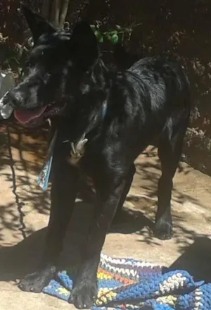 Cachorro raça  idade 2 a 6 meses nome Nagão