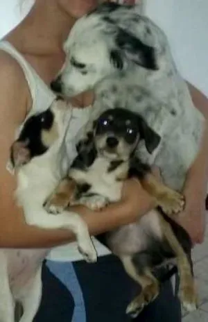 Cachorro raça misturado idade  nome tekyla e chico