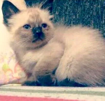 Gato ra a SRD idade 2 a 6 meses nome Princesas 